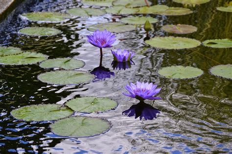 Flower and Garden: How to Grow Water Lilies or Aquatic ...