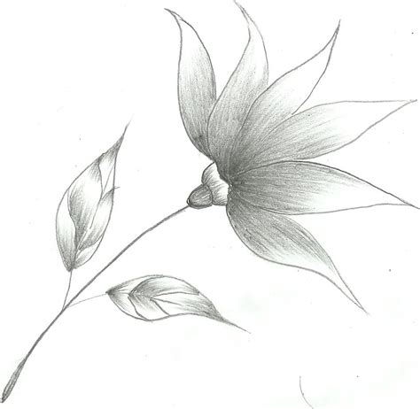 Flower Drawings | Flower Sketch by ~Mubibuddy on ...