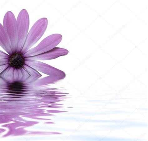 Flower floating in water — Stock Photo © REDPIXEL #1724171
