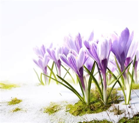 Flower images spring flowers free stock photos download ...