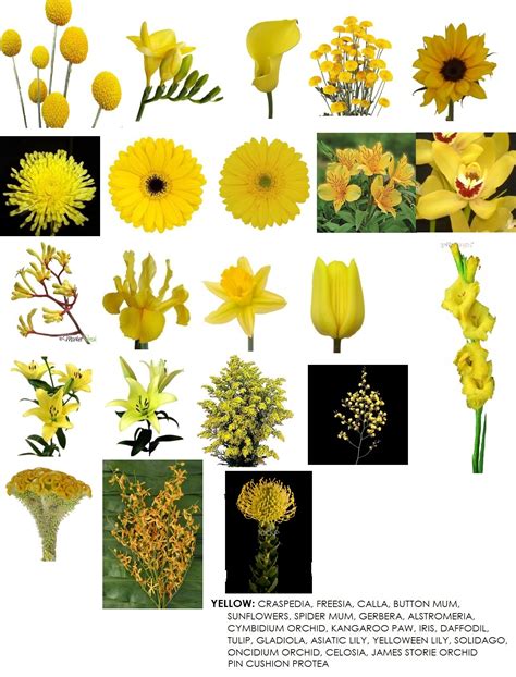 Flower Information | Modern Petals Blog