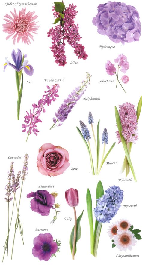 Flower names by Color | Flower, Collection and Flowers