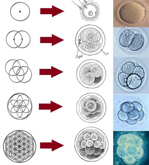 Flower of Life and Cell Division – Geometry of Creation ...