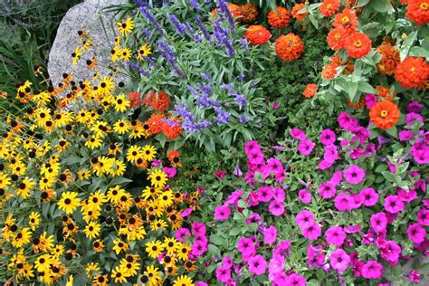 Flowers By Season in Colorado Springs   Timberline ...