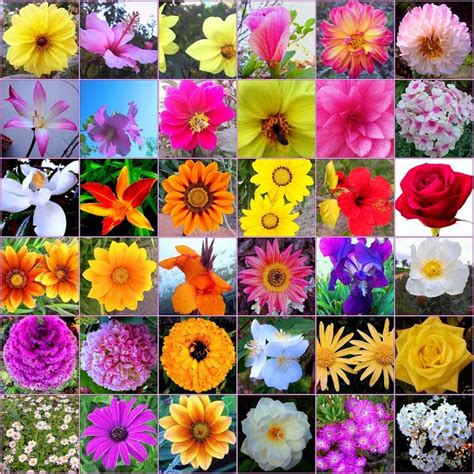 Flowers Types