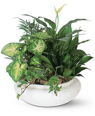FlowerWyz Plant Delivery | Indoor Plants | Potted Plants ...