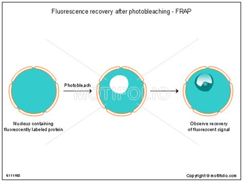 Fluorescence Recovery After Photobleaching; Fluorescence ...