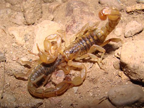 Fluourescent Scorpions: Love and Danger in the Dark ...