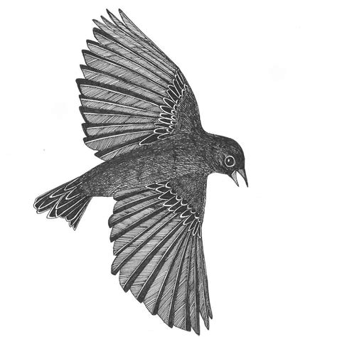 Flying Bird Drawings