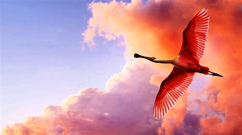 Flying Birds HD Picture Wallpapers 11689   Amazing Wallpaperz