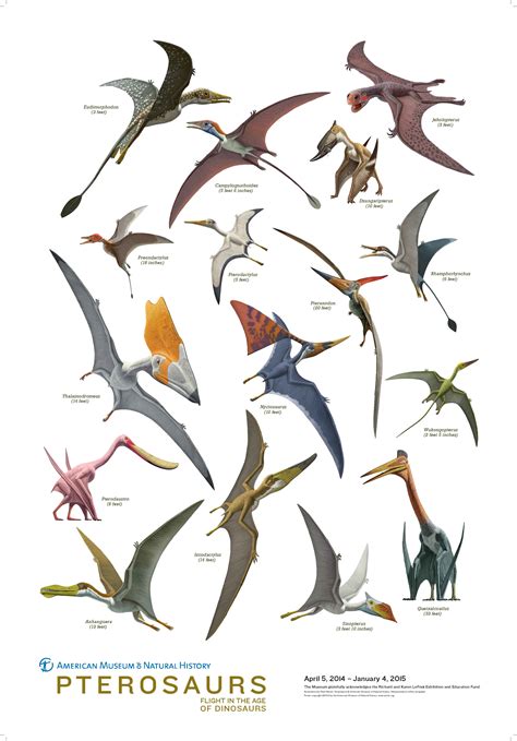 Flying Dinosaurs Names | www.imgkid.com   The Image Kid ...