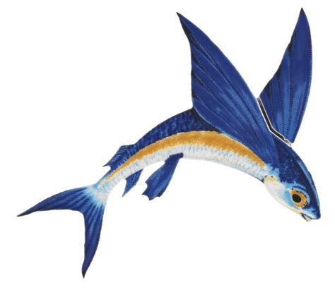 flying fish meaning   Google Search | Fish / Palm Tree ...