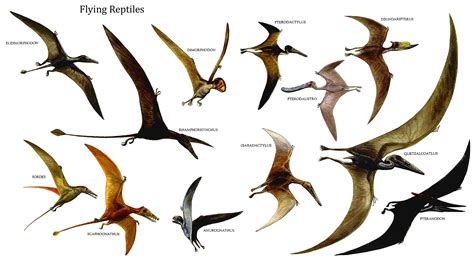 Flying Reptiles   Bird Like Dinosaurs