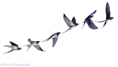 Flying Swallow Bird Drawing