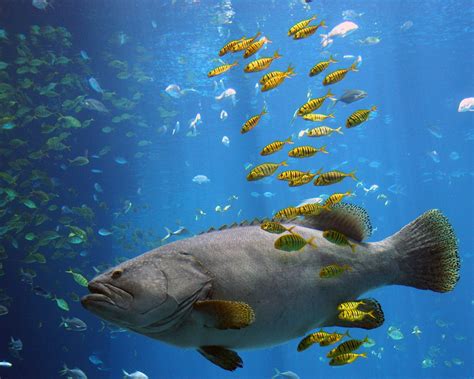 FONDITOS: Mar de peces   Animales, Peces, mascotas