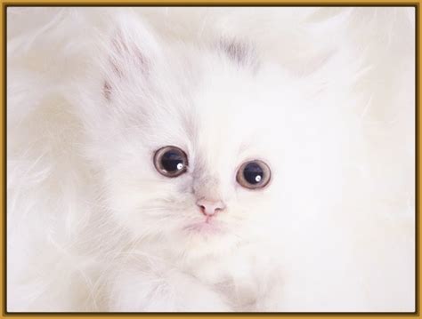 fondos de pantalla de gatitos bebes tiernos Archivos ...