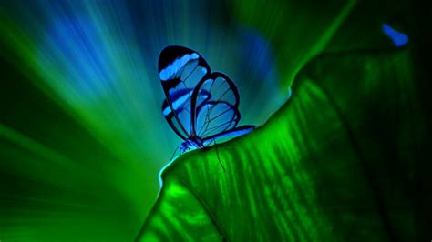 Fondos HD de Mariposas Azules | Lanaturaleza.es