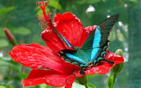 Fondos HD de Mariposas Azules | Lanaturaleza.es