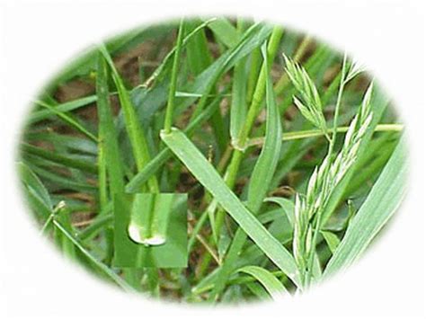 Forage Grasses | Vegetable Resources