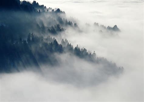 Forest Fog Nature · Free photo on Pixabay