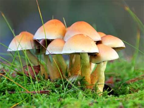 FORESTRY   LEARNING: FUNGI DEFINITION | Fungi are ...