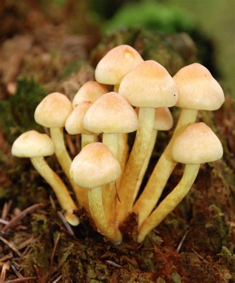 FORESTRY   LEARNING: FUNGI DEFINITION | Fungi are ...