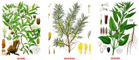 Formas de plantas y sus nombres   Imagui