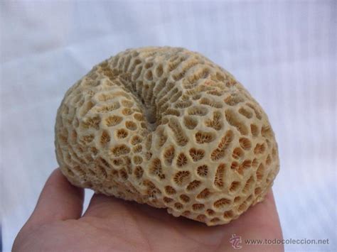 fosil coral de buen tamaño   Comprar Fósiles en ...