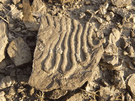 Fósiles de Bolonia  Tarifa, Cádiz, Andalucía, España ...