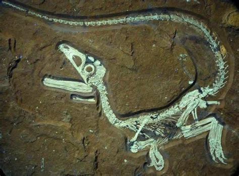 Fósiles de Dinosaurios en España
