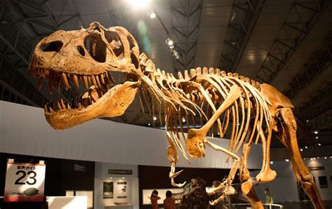 Fósiles de dinosaurios: Qué son y que tipos hay
