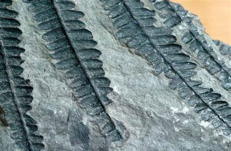 Fósiles. El origen del carbón  . leonoticias.com