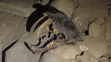 Fósiles y restos de dinosaurios   Picture of Museo de ...
