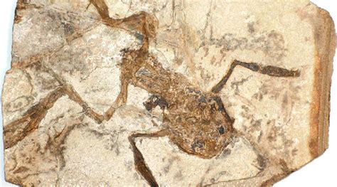 Fósseis, Fóssil: Paleontologia e Evolução. Biólogo