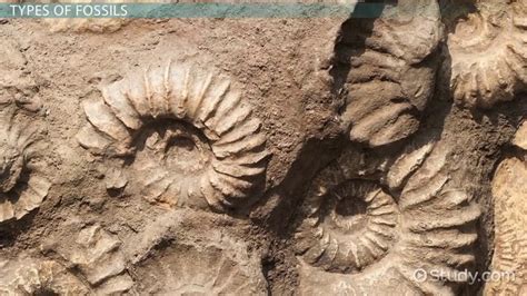 Fossil: Definition, Types, Characteristics & Examples ...