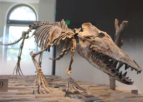Fossil mammals are more interesting than dinosaurs.