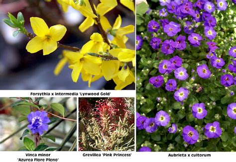 Foto de 8 plantas ornamentales en Viveros Murcia con sus ...