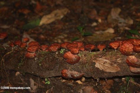 Foto: de color rojo marrón hongos