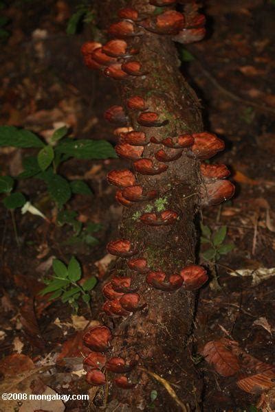 Foto: de color rojo marrón hongos
