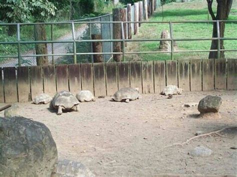 Foto de Mayaguez Zoo, Mayagüez: tortugas aficanas ...
