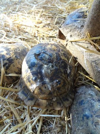 Foto de Zoo Castellar, Castellar de la Frontera: tortuga ...