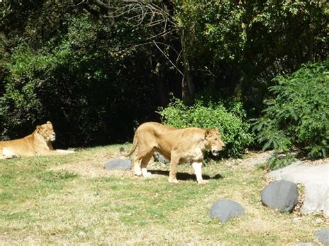 Foto de Zoológico de Chapultepec, Ciudad de México: Parque ...
