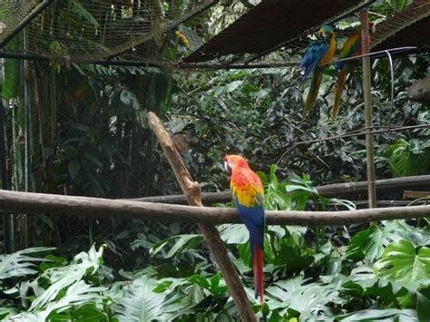 Foto de Zoologico de Santa Cruz, Bogotá: aves exoticas ...