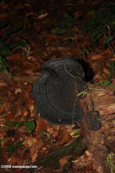 Foto: gigante negro hongos en la selva de Borneo
