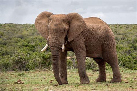 Foto gratis: Elefante, La Vida Silvestre   Imagen gratis ...