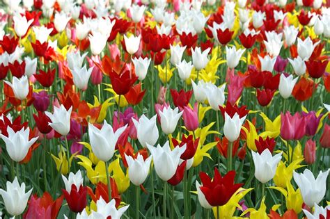 Foto gratis: Tulipanes, Holanda, Primavera   Imagen gratis ...