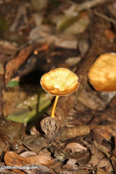 Foto: hongos de color marrón claro