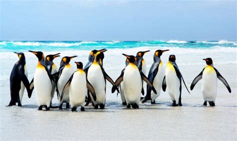 Foto mural Pinguinos animales ref 10937229