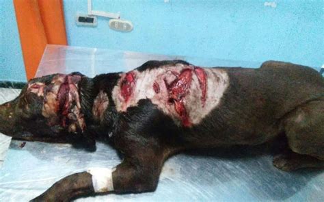 [Foto] Vía WhatsApp: hombre atacó a perro a machetazos en ...