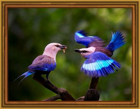 fotografia de aves en españa Archivos | Imagenes de Pajaros